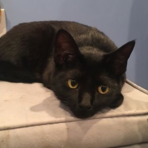 Meet your Posher, Faith